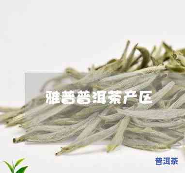 十大名茶全揭秘：你不可不知的茶叶佳品