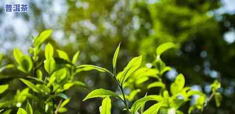 曼岗古树茶是什么茶，解密曼岗古树茶：探寻这种独特茶叶的来历与特点