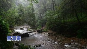 千家寨普洱茶哪种好喝-千家寨普洱茶哪种好喝一点