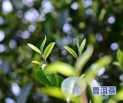 普洱茶野生芽苞茶，珍稀美味：探索普洱茶野生芽苞茶的特别魅力