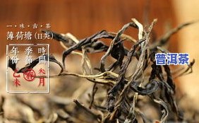 薄荷塘茶叶古树纯料介绍：特点、来历与鉴赏