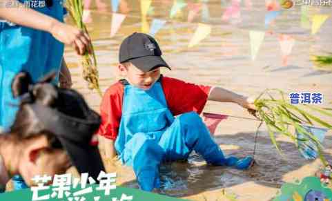 双江冰岛茶城怎么样啊，探秘双江冰岛茶城：一次独特的茶叶之旅