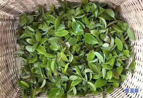 冰岛古树茶普洱茶价格，探究冰岛古树茶普洱茶的市场价格与品质关系