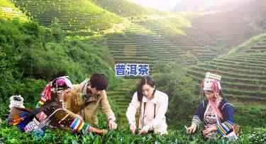 普洱茶主题公园：探索茶山美景与茶园风情