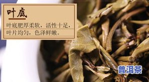 普洱生茶怎样品，品味之道：怎样品鉴普洱生茶？