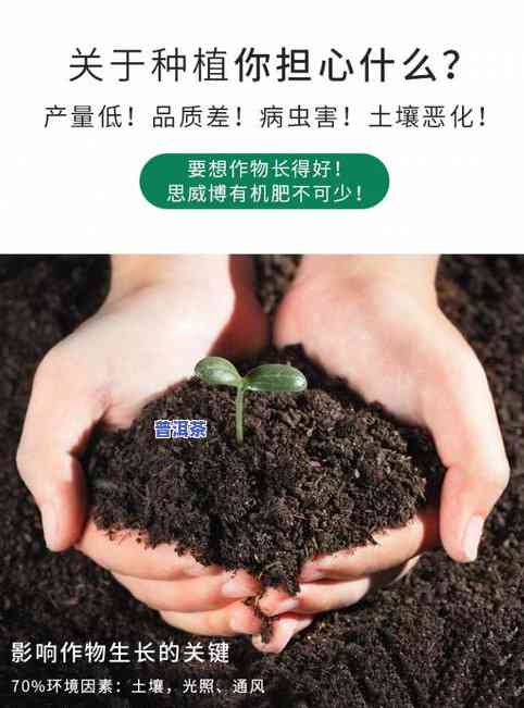 有机普洱茶叶：种类与介绍