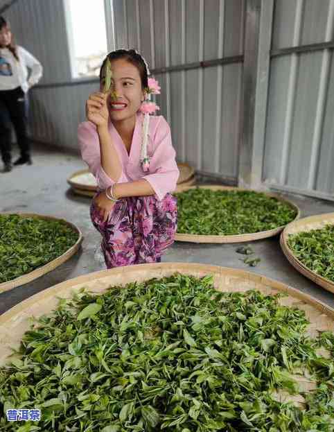 助农普洱茶-普洱茶茶农