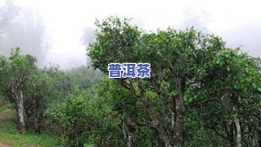 冰岛中寨古树茶价格-冰岛中寨古树茶价格表