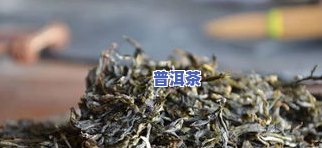 普洱新茶上市时间：何时购买更佳？