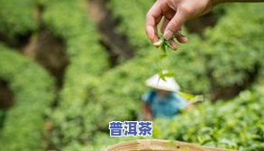 什么茶叶质量又好又便宜？