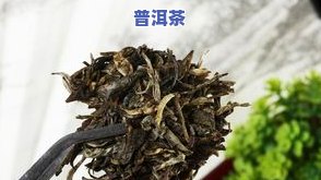 古树普洱茶叶有锯齿吗，探秘古树普洱茶：它们的叶片上真的有锯齿吗？