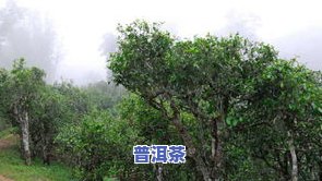 古树普洱茶357克价格-班章古树普洱茶357克价格