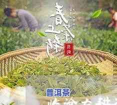 临沧茶叶价格老树茶-云南临沧老树茶