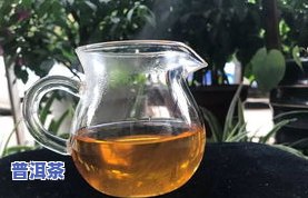 临沧茶叶价格老树茶-云南临沧老树茶