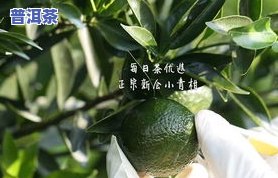 小青柑市场价多少钱一斤？最新市场价格一览