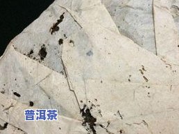 普洱虫洞是什么？详解普洱茶中的虫子现象与影响