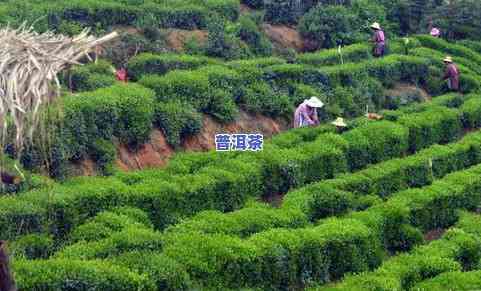 种植什么茶叶价格高些，揭秘高价茶叶：哪种茶叶更值得投资种植？