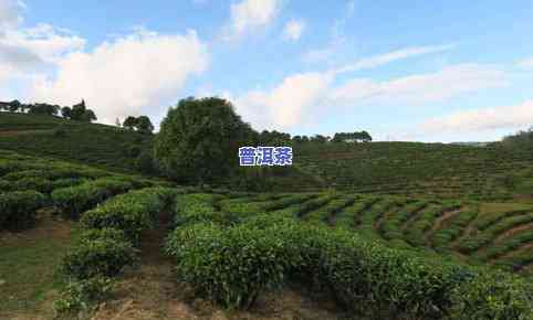 武夷山主产什么茶叶最多，探究武夷山的茶叶种植：哪种茶类产量更高？