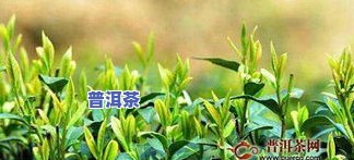 普洱茶塑料收纳箱，方便存储：普洱茶塑料收纳箱，让您的茶叶保持新鲜！