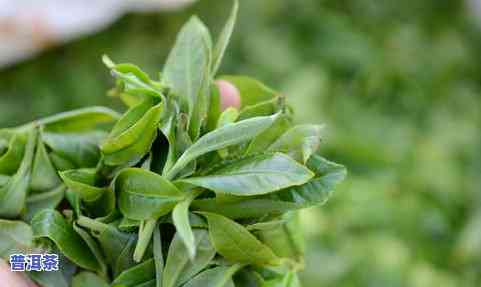 普洱茶茶饼鉴别好坏，普洱茶茶饼：怎样鉴别好坏？