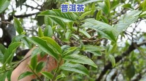 葫芦谷普洱茶的特点是啥-葫芦谷普洱茶的特点是啥呢