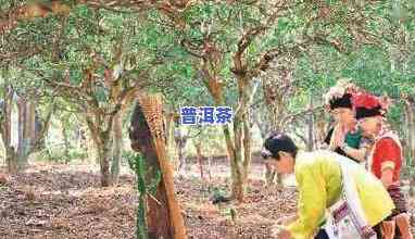 景迈普洱茶树种类，探秘云南普洱：了解景迈古茶园中的独特茶树种类