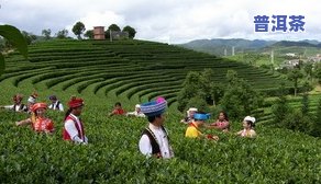 普洱茶依据地-普洱茶缘于地名