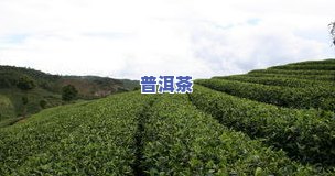 普洱市6大茶山图片全览：揭秘云南普洱的六大名山茶园