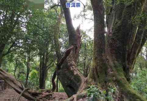 冰岛古树茶生长环境条件，揭秘冰岛古树茶的生长环境条件