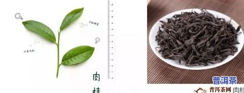 茉莉春云：茶叶品种介绍及图片解析