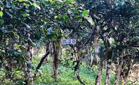 陈年古树普洱茶特点，探寻陈年古树普洱茶的特别魅力与特点