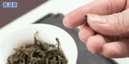 普洱茶抱春芽-普洱茶抱春芽图片