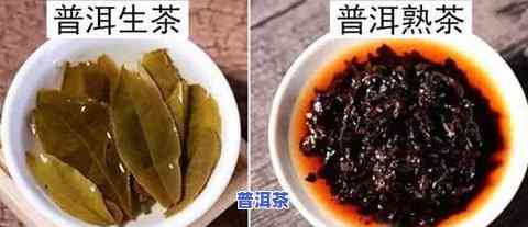 普洱茶生茶和熟茶的泡法比例，完美冲泡：普洱茶生茶与熟茶的泡法比例解析