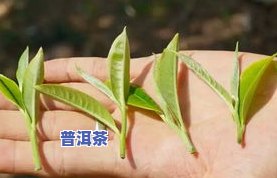 普洱茶采摘标准图，详解普洱茶采摘标准：一看便懂的图文指南