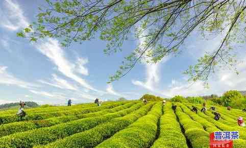 绿水青山茶叶是什么茶？价格多少，一盒多少钱？