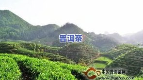 岳西翠尖是什么茶叶-岳西翠尖是什么茶叶品种