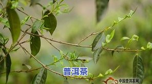 冰岛普洱茶是哪产的好一点-冰岛普洱茶是哪产的好一点呢