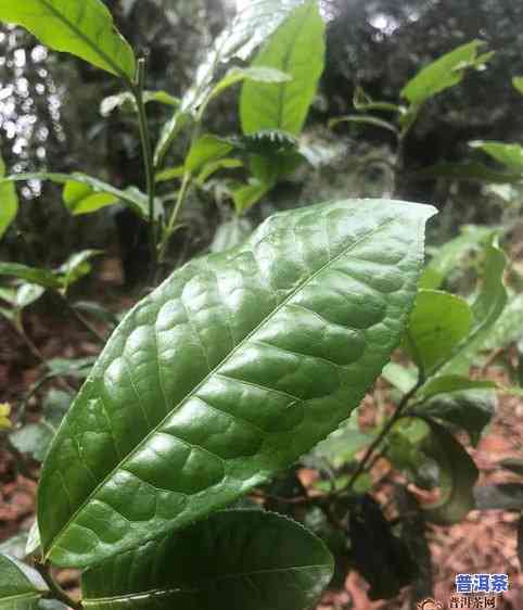 怎么分辨冰岛古树茶的真假，如何辨别冰岛古树茶的真伪？