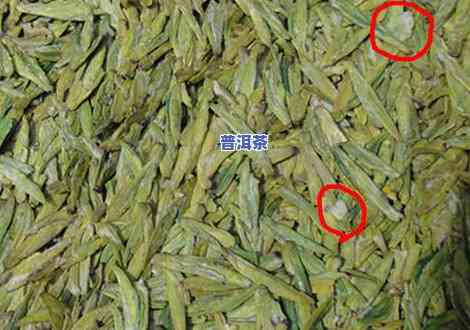 普洱茶叶发霉还能喝吗，普洱茶叶发霉后是否还能饮用？你需要知道的事情