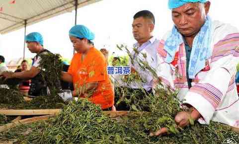 云南和本茶业，探索高品质茶叶：云南和本茶业的卓越之旅