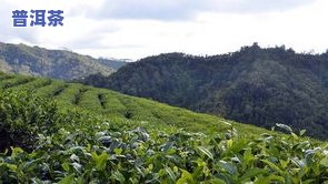 普洱茶万亩茶园：探索其位置与美丽景色的照片