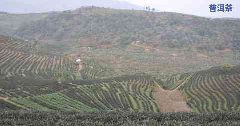 正宗冰岛茶的产地是哪里？探索神秘的冰岛茶园