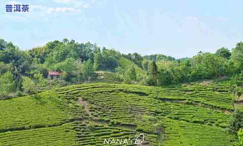 高淳青山茶场，探访江苏高淳青山茶场：品味清新自然的绿茶香