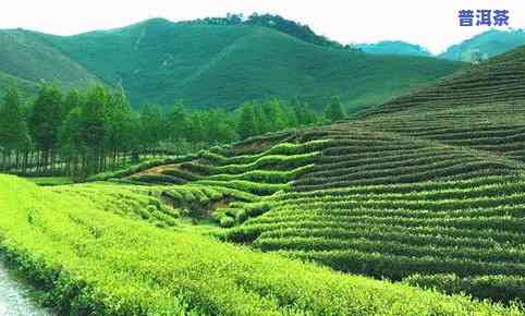 高淳青山茶场，探访江苏高淳青山茶场：品味清新自然的绿茶香