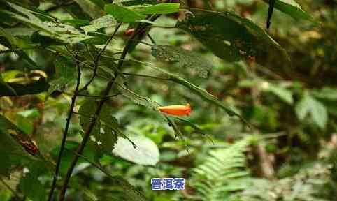 铜箐河古树普洱茶，探索云南古老韵味：铜箐河古树普洱茶的魅力与故事