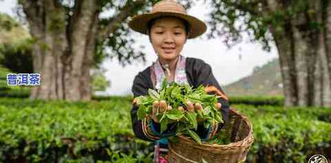 普洱茶万亩采摘园价格多少钱一斤，探访普洱茶万亩采摘园，揭秘市场价格一斤多少