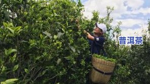 普洱茶万亩采摘园价格多少-普洱茶万亩采摘园价格多少钱