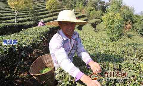 普洱茶万亩采摘园价格多少-普洱茶万亩采摘园价格多少钱