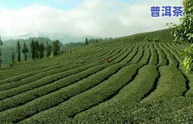 凤庆普洱茶怎样冲泡-凤庆普洱茶怎样冲泡好喝