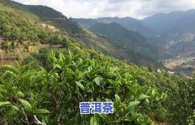 勐库冰岛茶介绍：特点与资料全解析